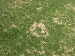 splotchy lawn before a sprinkler repair job in Pembroke Pines, FL 